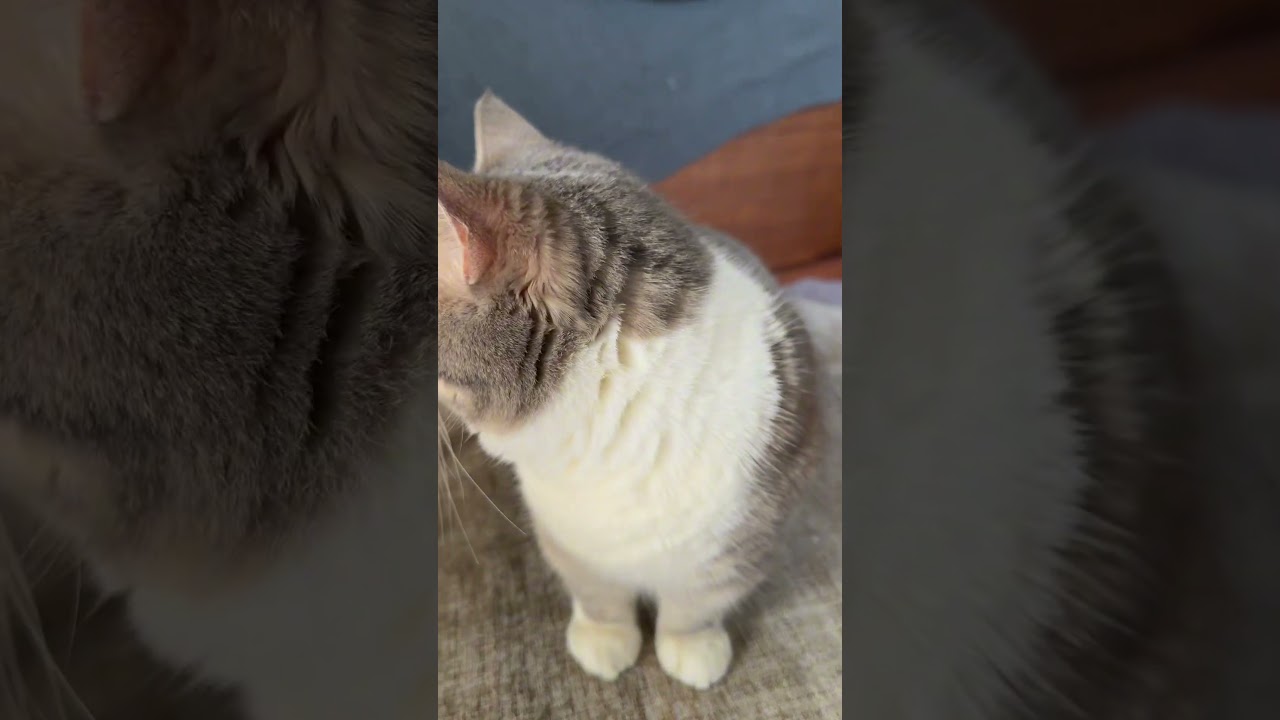 下僕飼主の春日記 毛並みを拝見 グルーミング後の マンチカンひちゃん 240413 #猫のいる暮らし #マンチカン #cat #短足マンチカン #マンチカン #ねこ
