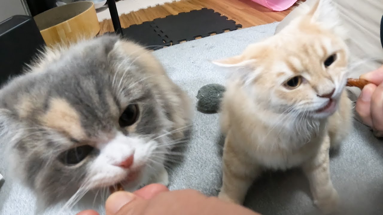 猫たちに歯磨きおやつを召し上がっていただいたらこうなっちゃいました