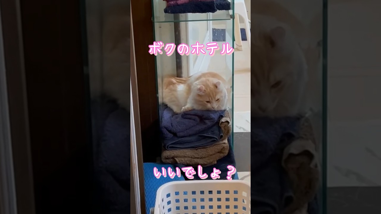 【キンカロー】ボクのホテル【マンチカール】