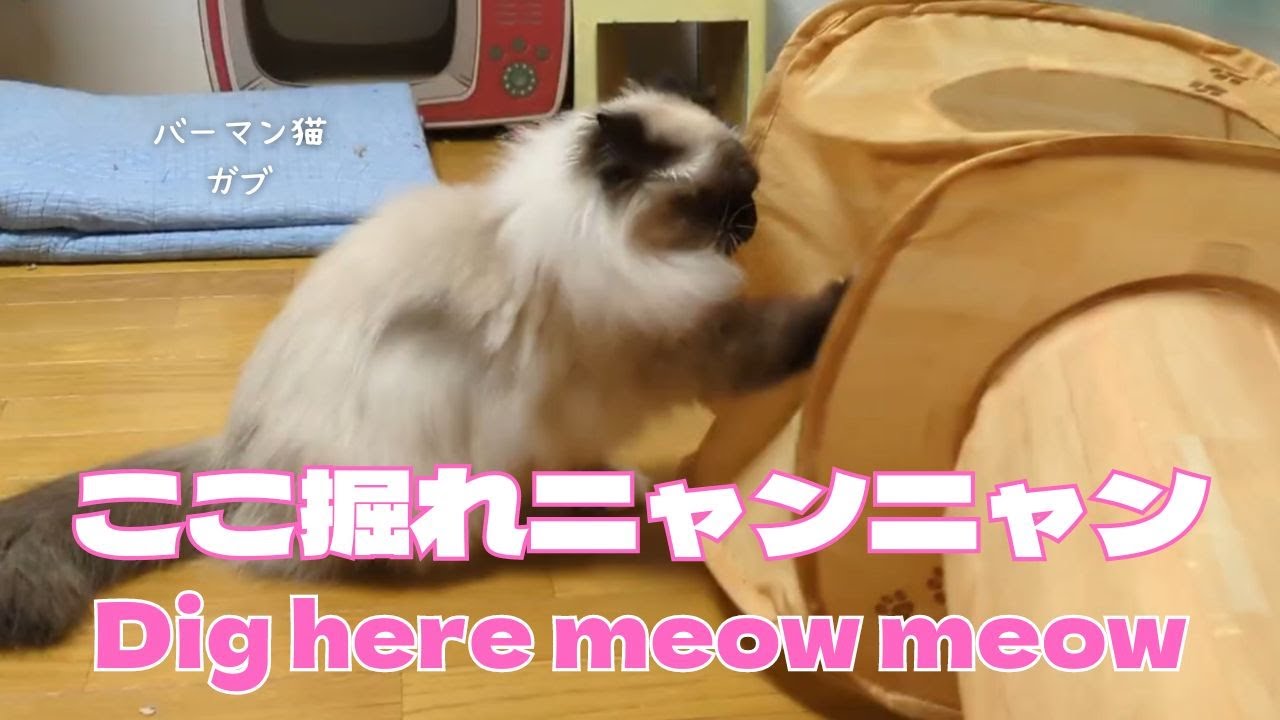 バーマン猫ガブ【ここ掘れニャンニャン】Dig here meow meow（バーマン猫）Birman/Cat