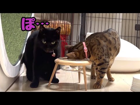 旦那さんの目を盗んでオヤツを取りに来る黒猫ナナちゃん