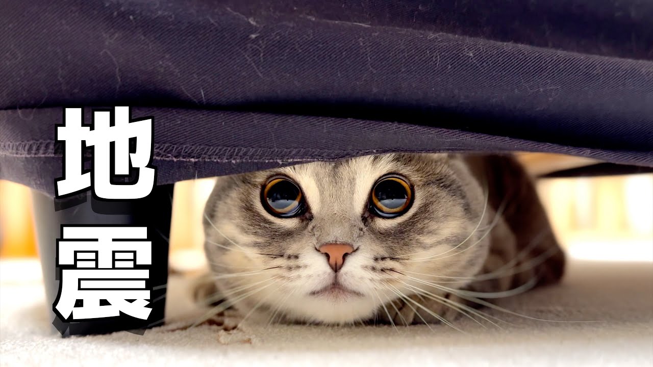 我が家の猫が初めて地震を経験しました[マンチカンの銀時]