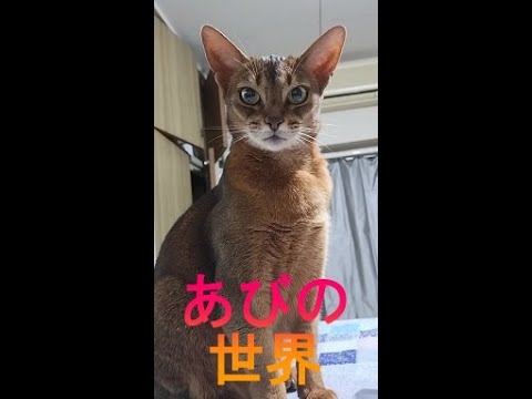 ネコ動画あび＃3411　あびの毎日　アビシニアン　あび
