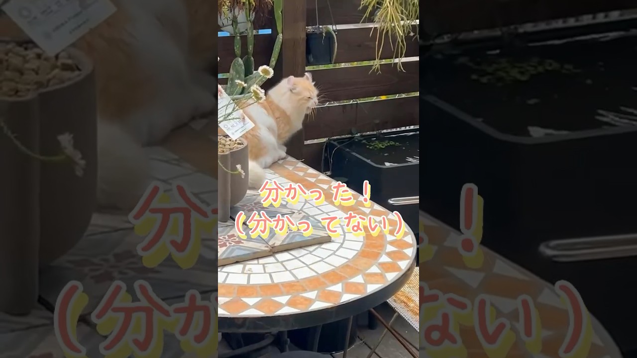 【キンカロー】狙ったらダメです【マンチカール】