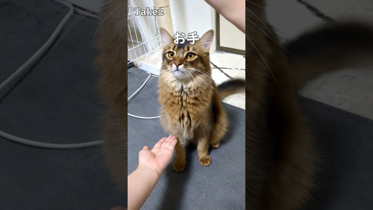 おかわりの癖が強すぎるゆのみ先輩 #cat #ソマリ #shorts