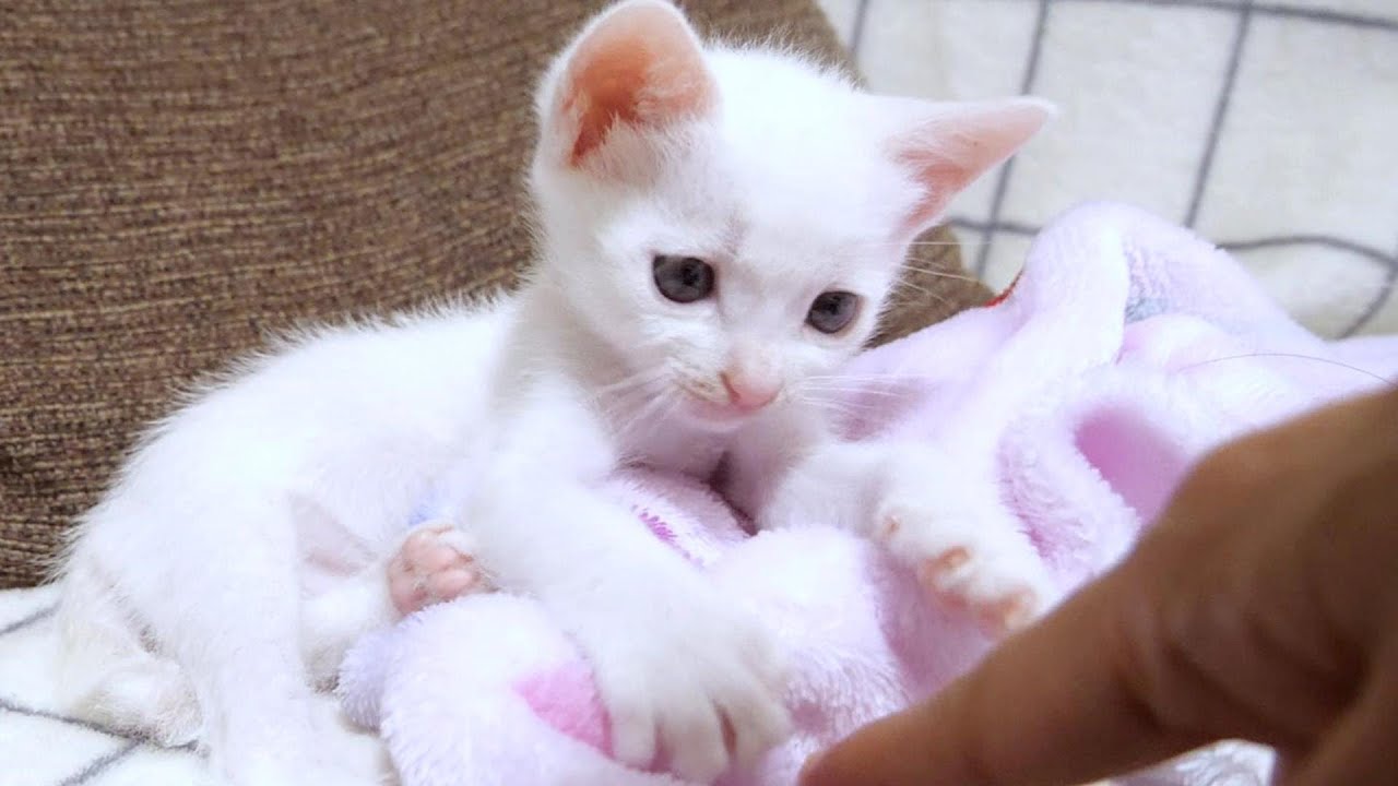 子猫が遊んでいる時の真剣な眼差しがかわいくて笑ってしまいました【赤ちゃん猫　保護猫】