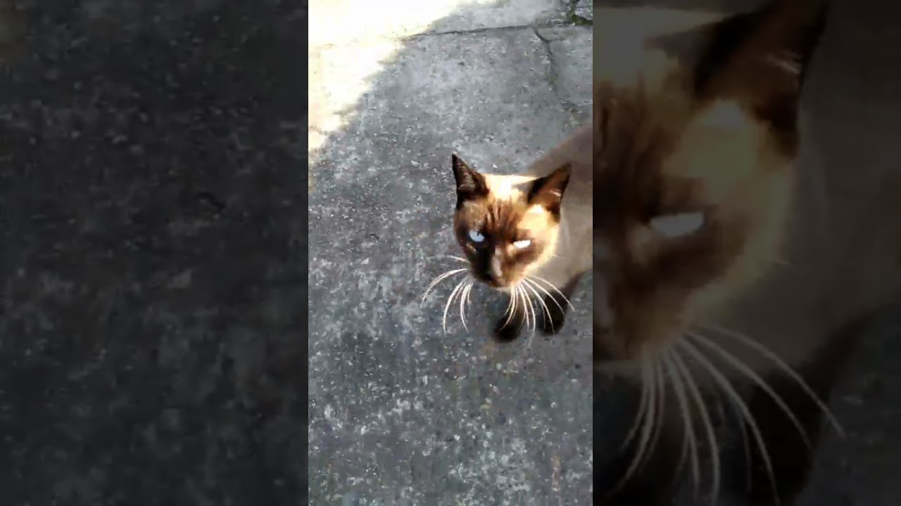 「#Short」友達のシャム猫さん Friend siamese cat.