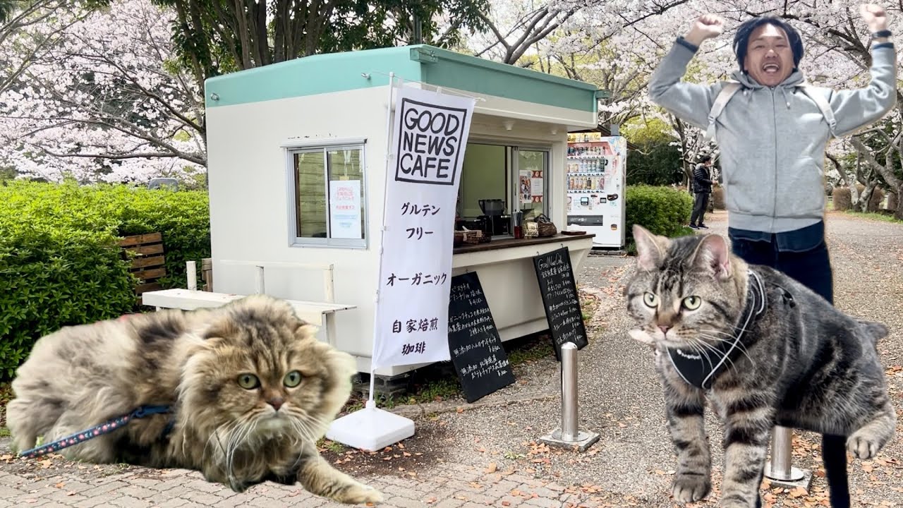 猫と視聴者が初めてお花見散歩したらテンションがエグすぎたw