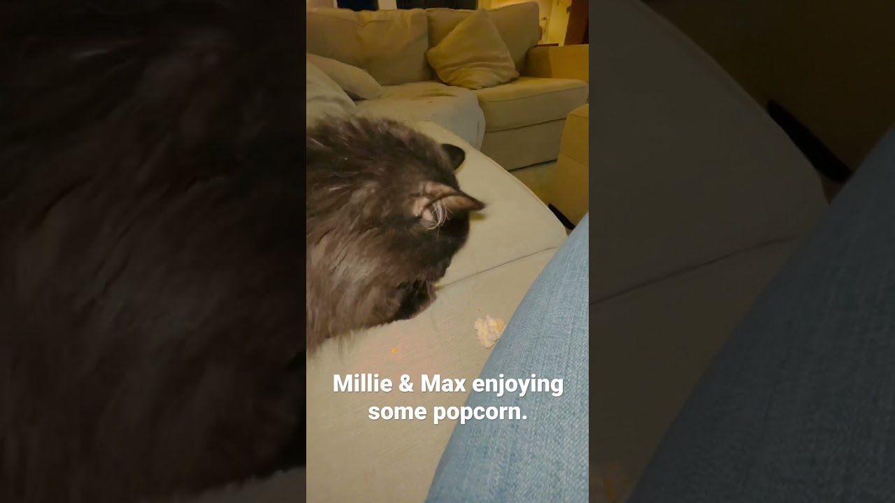 Millie & Max Like Popocorn