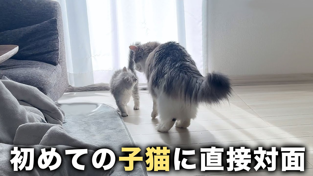 【どうなる？】子猫に初めての直接対面！【ノルウェージャンフォレストキャット＆ミヌエット】