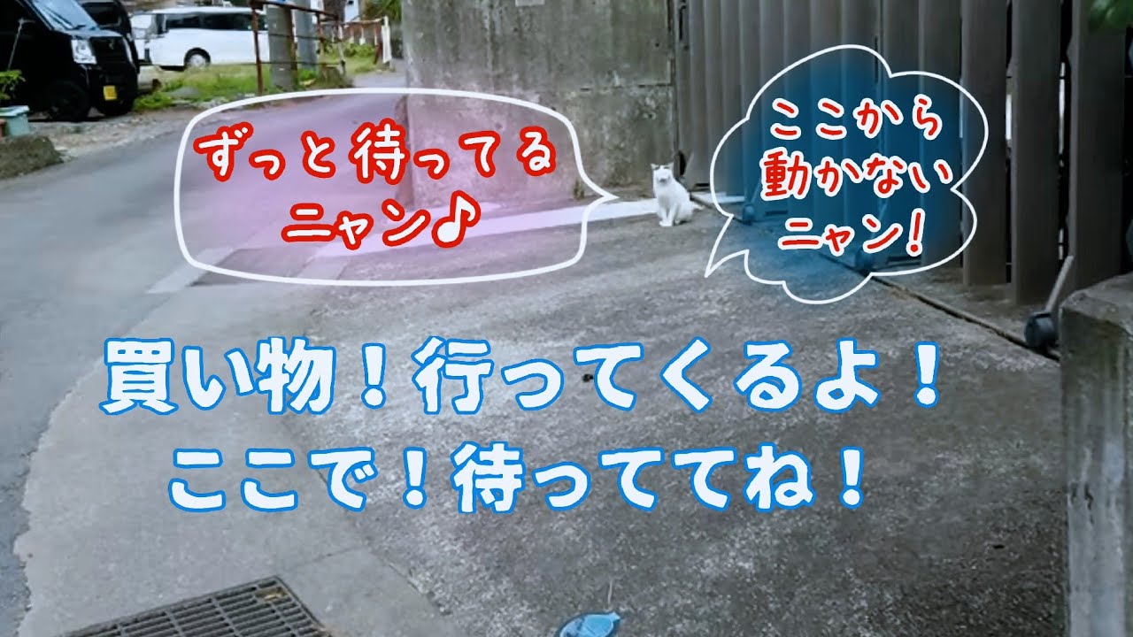 【さんぽねこ】南イタリアの地中海を想わせる伊豆。気持ちいい！爽やかな風と白い猫。快晴、群青の海、柑橘、濃緑の山、彼岸花、東風吹かば伊豆の山に満月。｜ジャパニーズ・ボブテイル｜熱海｜伊豆