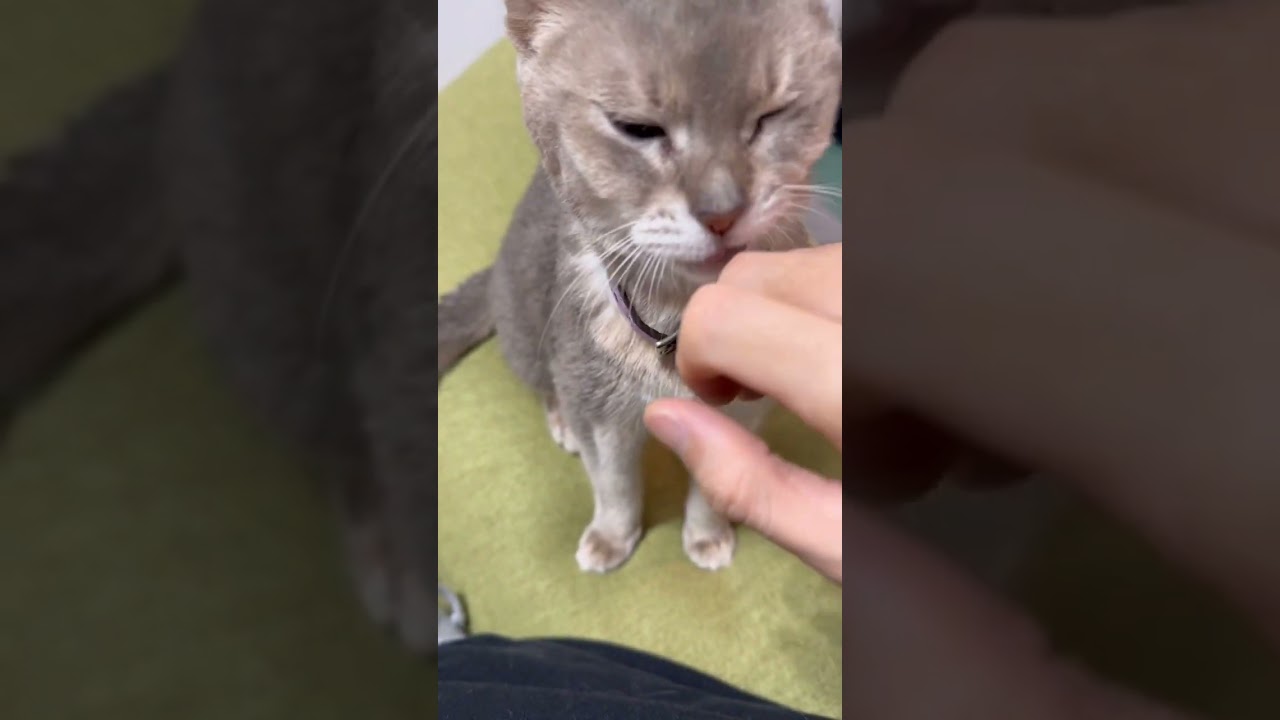 おばあちゃん猫にマッサージすると