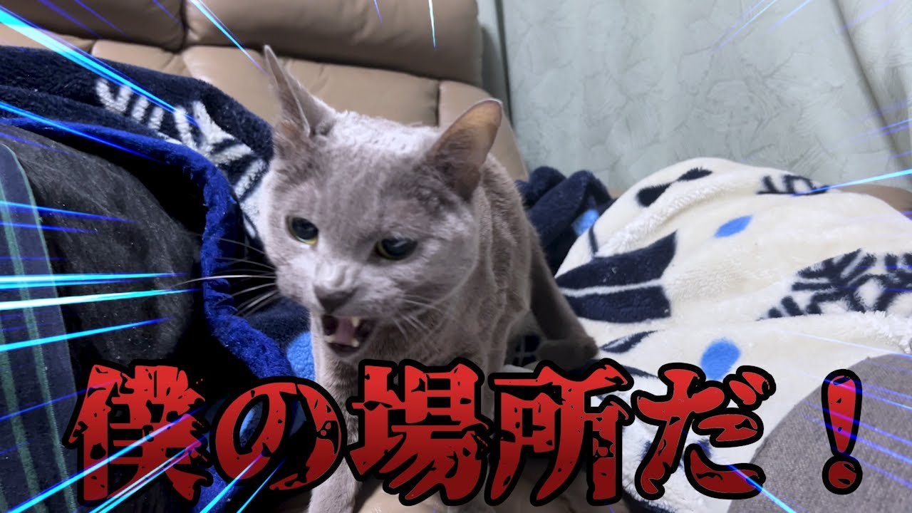 【フェレット&猫】賑やかな３匹１日どのように過ごしているのか