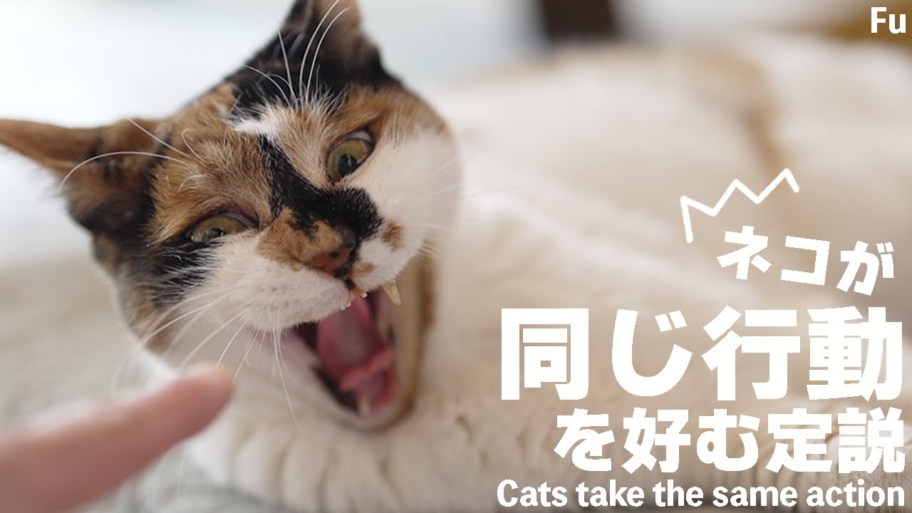 猫が同じ行動を好む定説