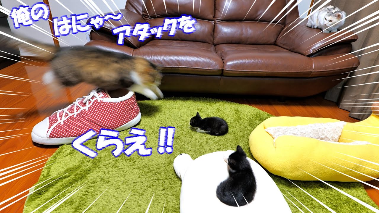 まだ右も左も分からない子猫に容赦なく猫界の厳しさを叩きこむボス猫パパ🐈💥🐈【仲良し子猫姉妹の成長記録】