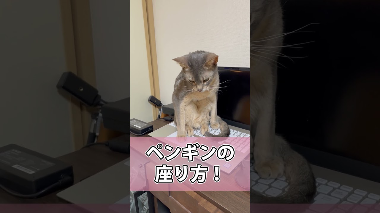 パソコンにクセの強い座り方をするうちの猫さん #shorts #猫 #アビシニアン