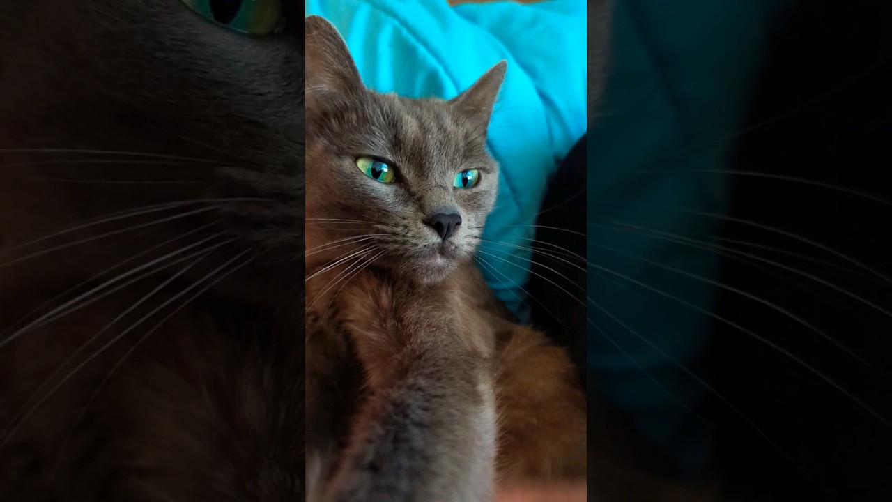 about cats  #casualgeographic  #猫 #ロシアンブルー #ペット #animals #russianblue #kawaii #catlover #cute #pets