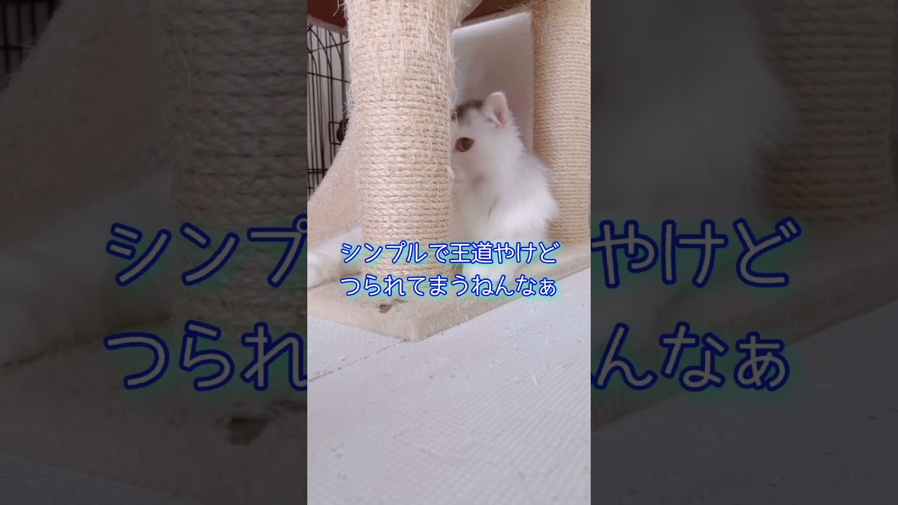 【関西弁の猫】目的は　#shorts #cat #猫