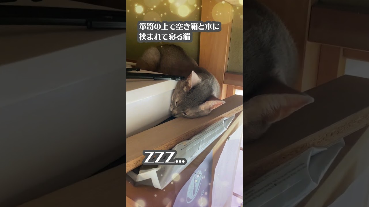 箪笥の上で空き箱と木に挟まれて寝る猫 #shorts #アビシニアン #変な寝方で寝る猫