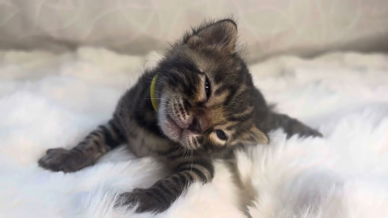 眠くて眠くて耐えられない生後３週間のベンガルの子猫 Bengal Kitten UN-Yellow【AngelRoseBengals】2024/3/22オス