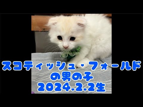 ペットプラザ広島祇園店　スコティッシュ・フォールド　2402169