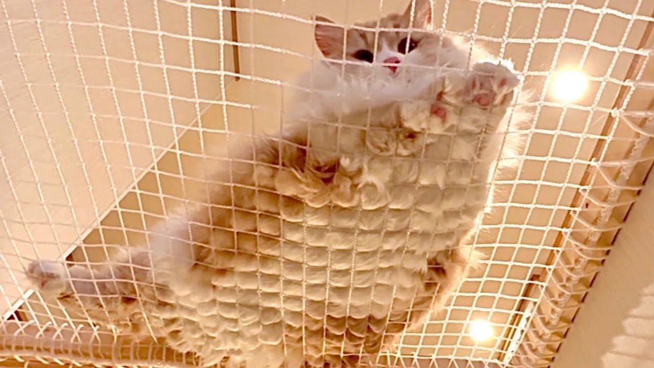 もふもふのサイベリアンの三つ子の猫たちの日常　階段落下防止ネット　階段から落下したその後　人気の猫