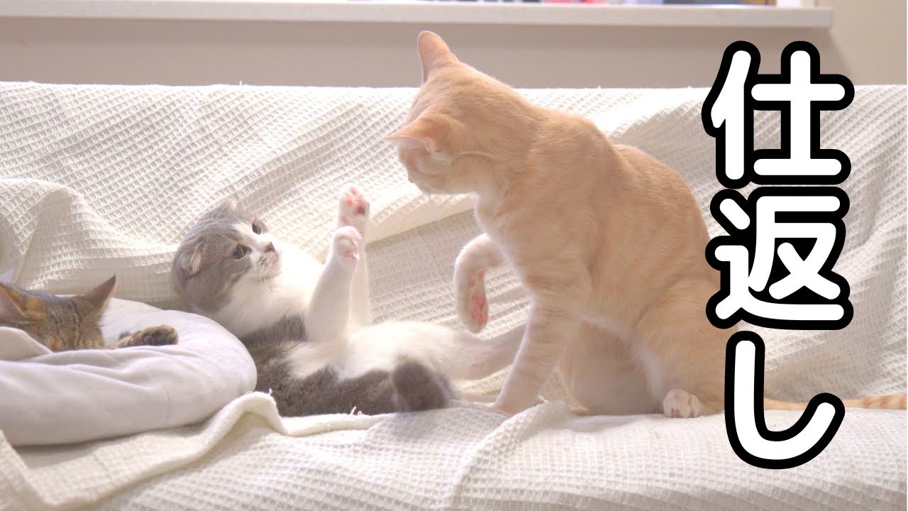 大好きなママ猫がちょっかいをかけられて、息子猫がこんな事になりました…