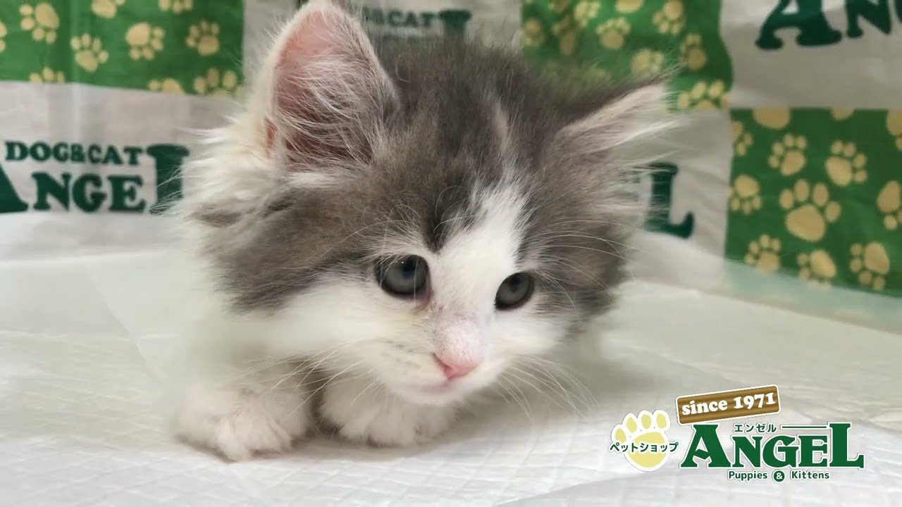 メインクーン 2404052 【ペットショップエンゼル　子犬・子猫販売】