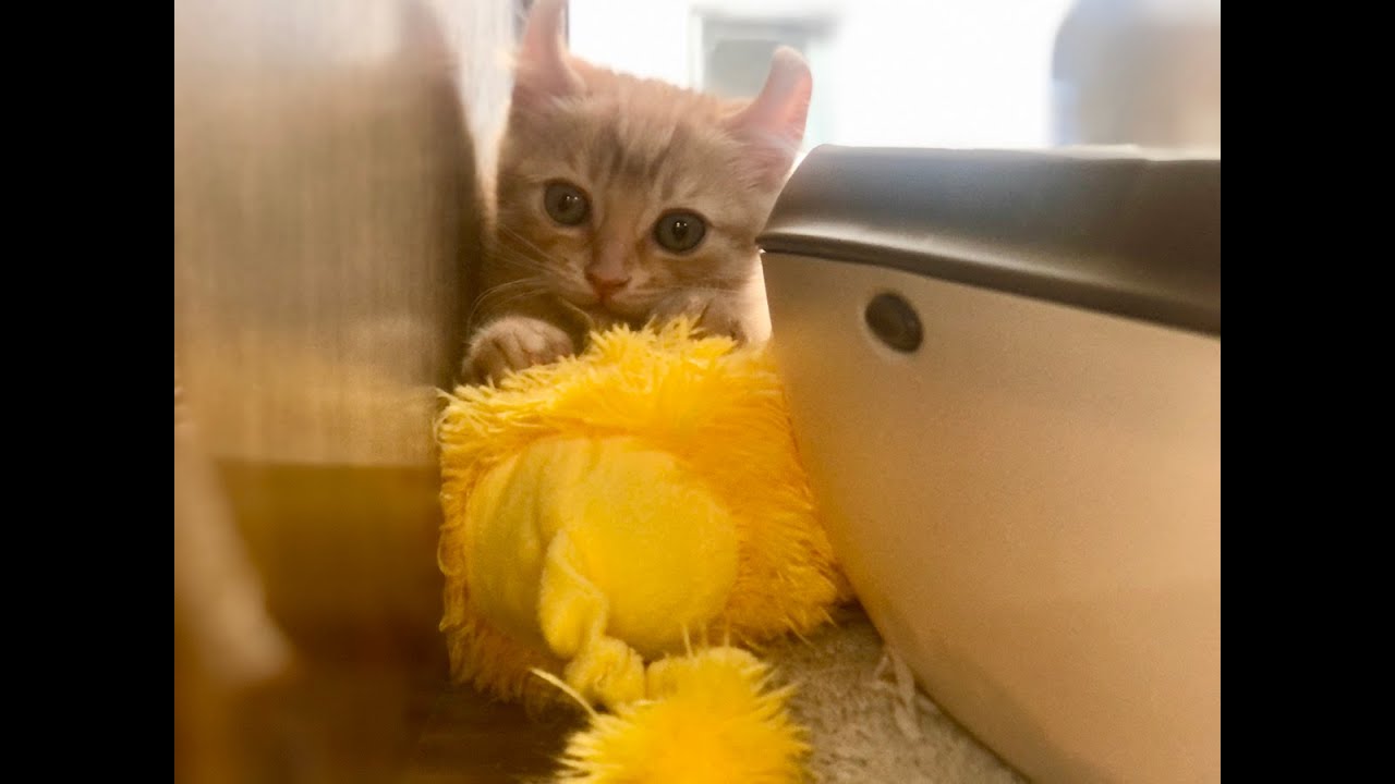 アメリカンカール_ソプラペット恵比寿店