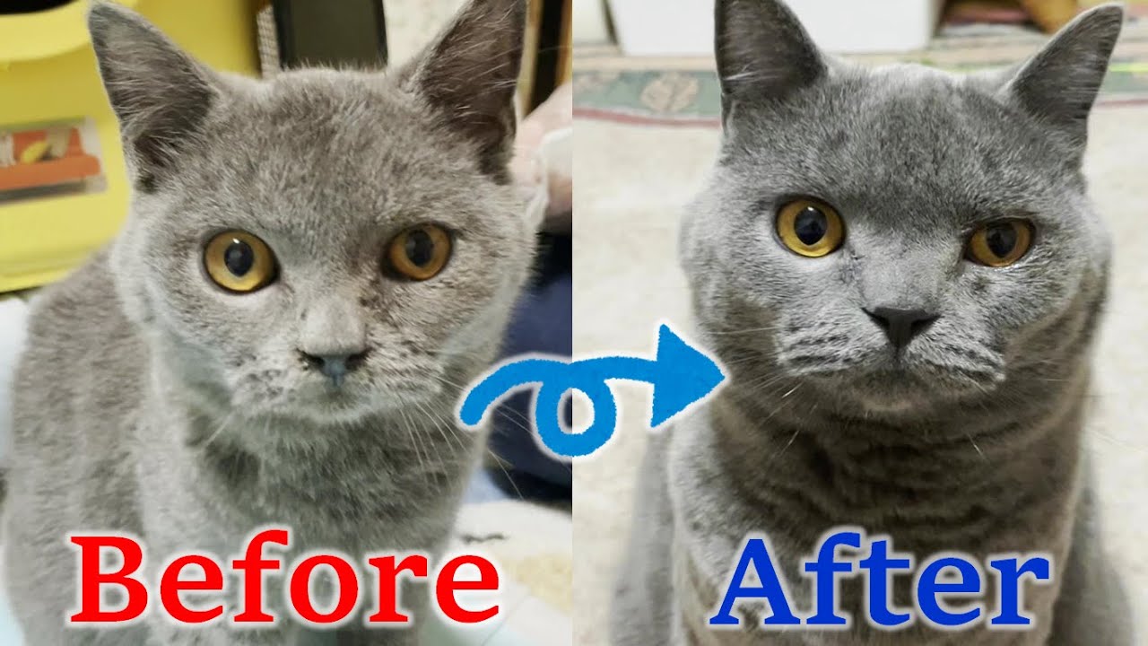病弱だった子猫のビフォーアフター【"解放"された子猫の「むくた」】