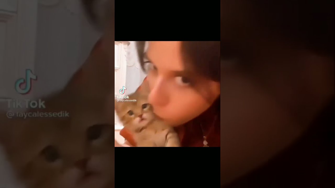 Very lovely kissi 💋💋 pure love with kitty 💟💟 #shorts