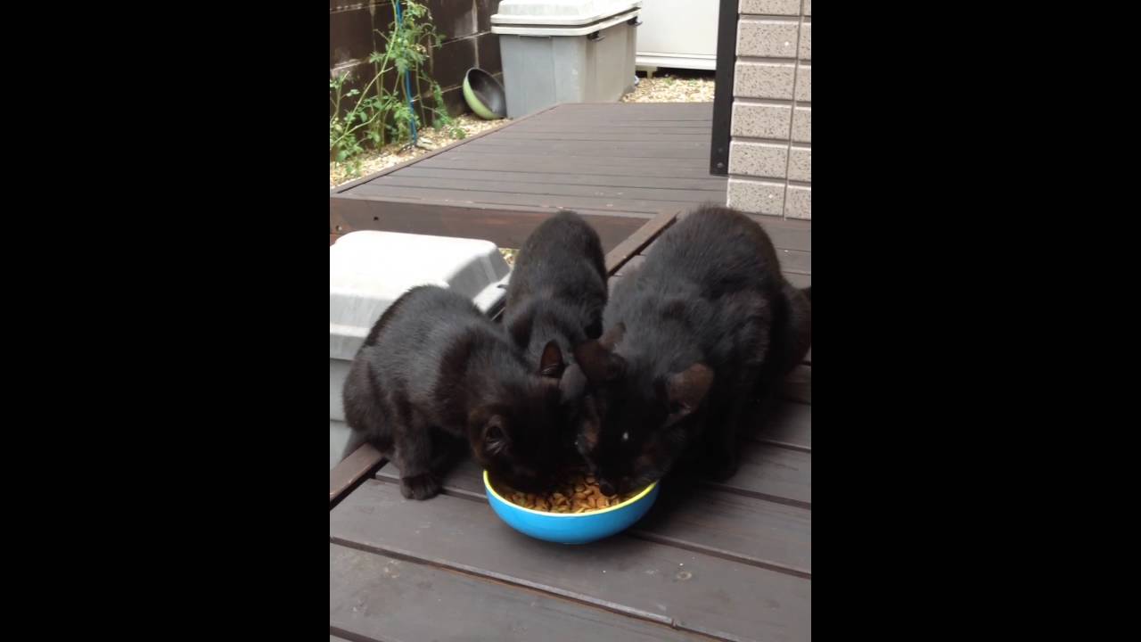 野良猫赤ちゃん