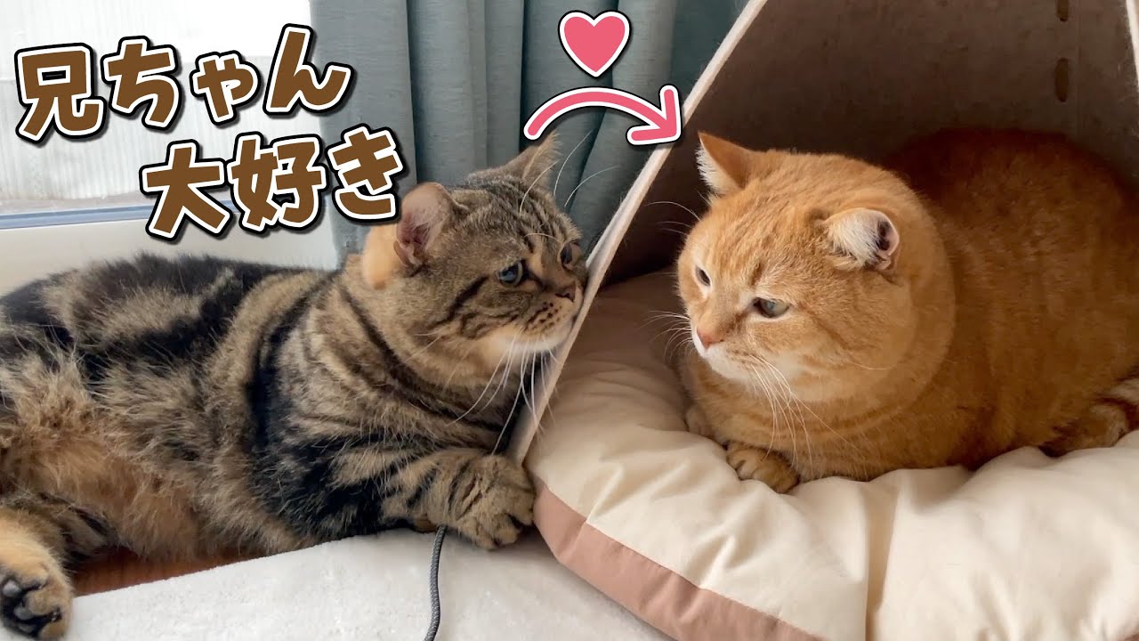 兄猫のことが大好きな弟猫の空回りアピールが可愛過ぎる！