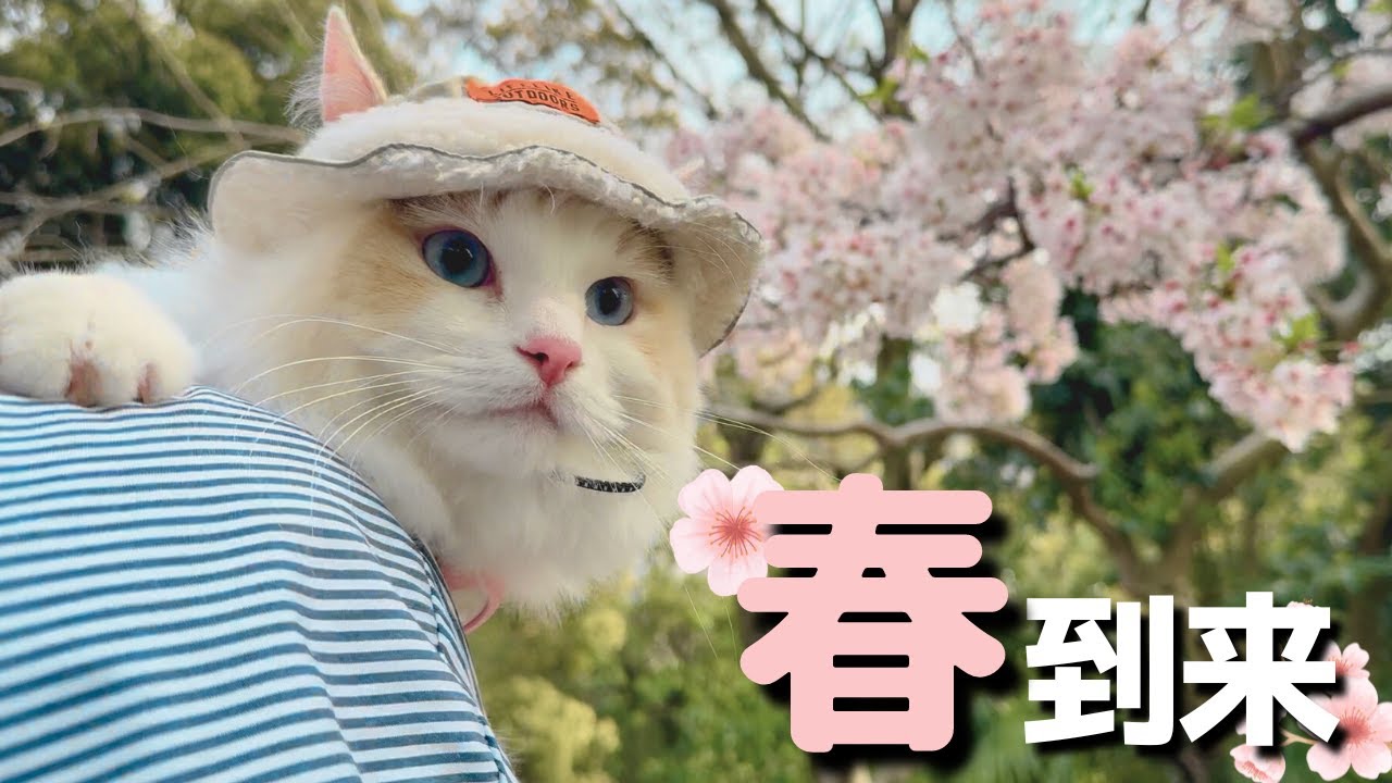 猫と桜を見ながら散歩したら帽子をかぶって歩き回る姿が可愛すぎたw｜ラグドール｜猫との暮らし｜