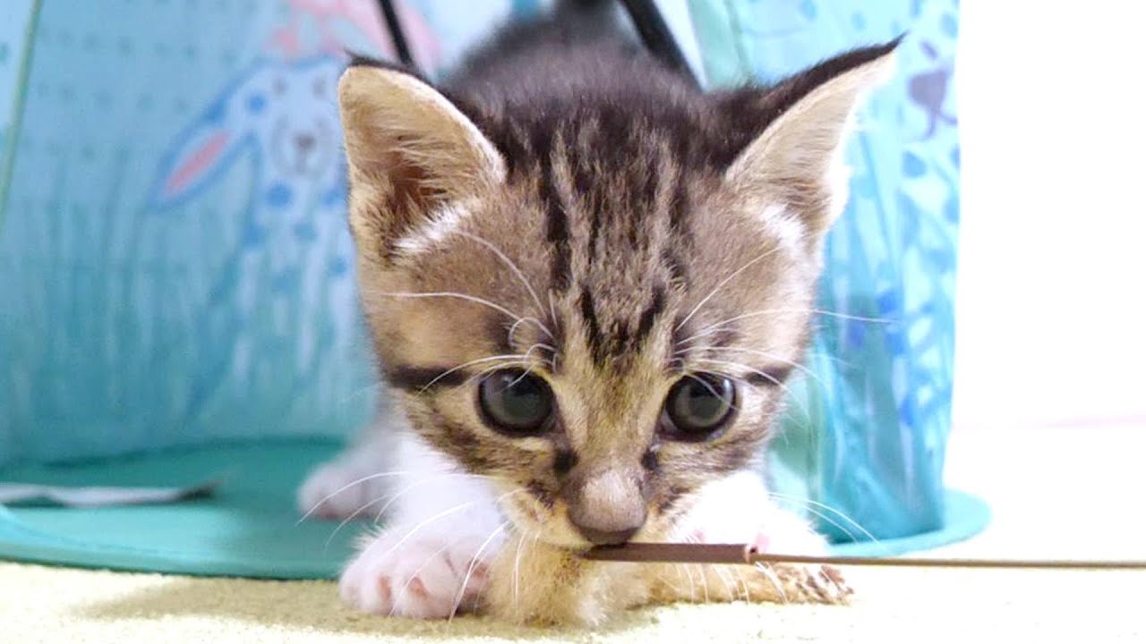 おっとり子猫とワイルド子猫の遊び方の違いが分かりやすくて楽しい【赤ちゃん猫　保護猫】
