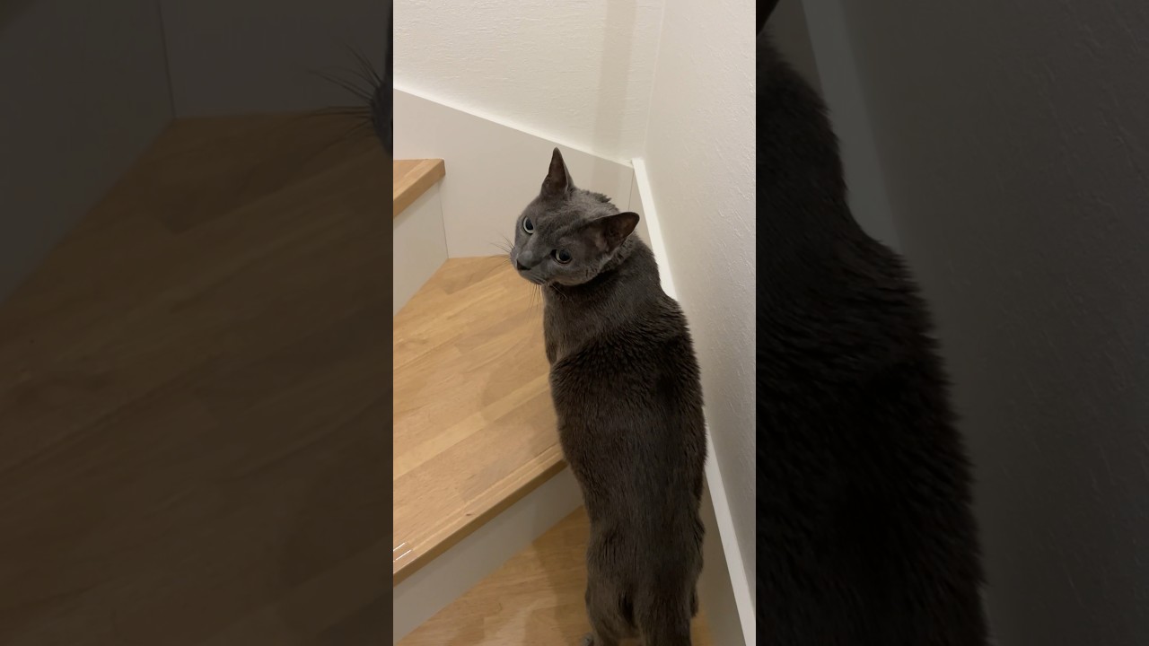 先導してくれるネコ_20240405 #shorts #cat #猫 #ロシアンブルー