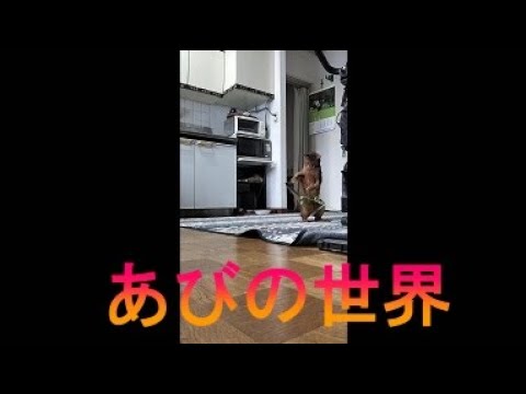 ネコ動画あび＃3414　あびの毎日　アビシニアン　あび