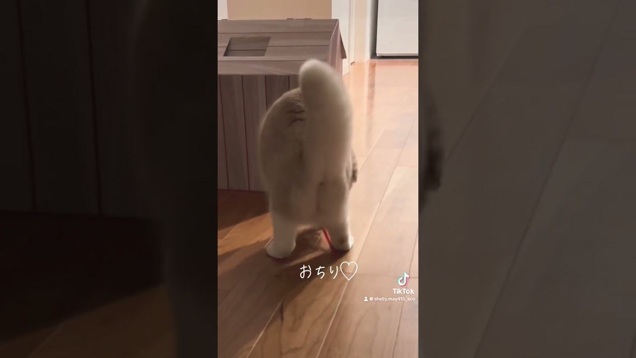 検証！猫にストロー#スコティッシュフォールド #猫 #おすすめ #猫のいる暮らし