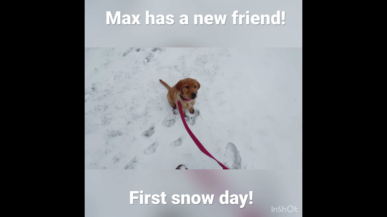 Max has a New Friend!