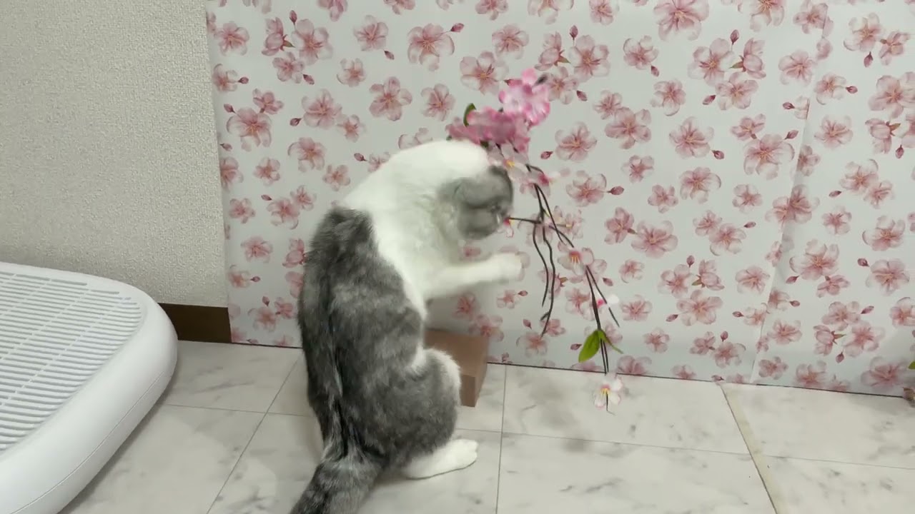【花見】お花見をする猫が可愛すぎるｗ