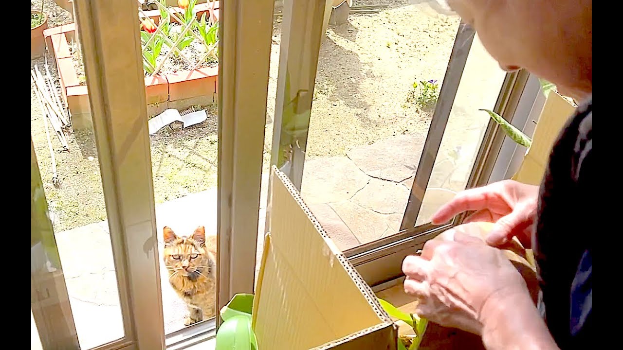 【ねこ日常系】春が楽しい猫とばーばとチューリップと蘭と【猫と日本の庭】