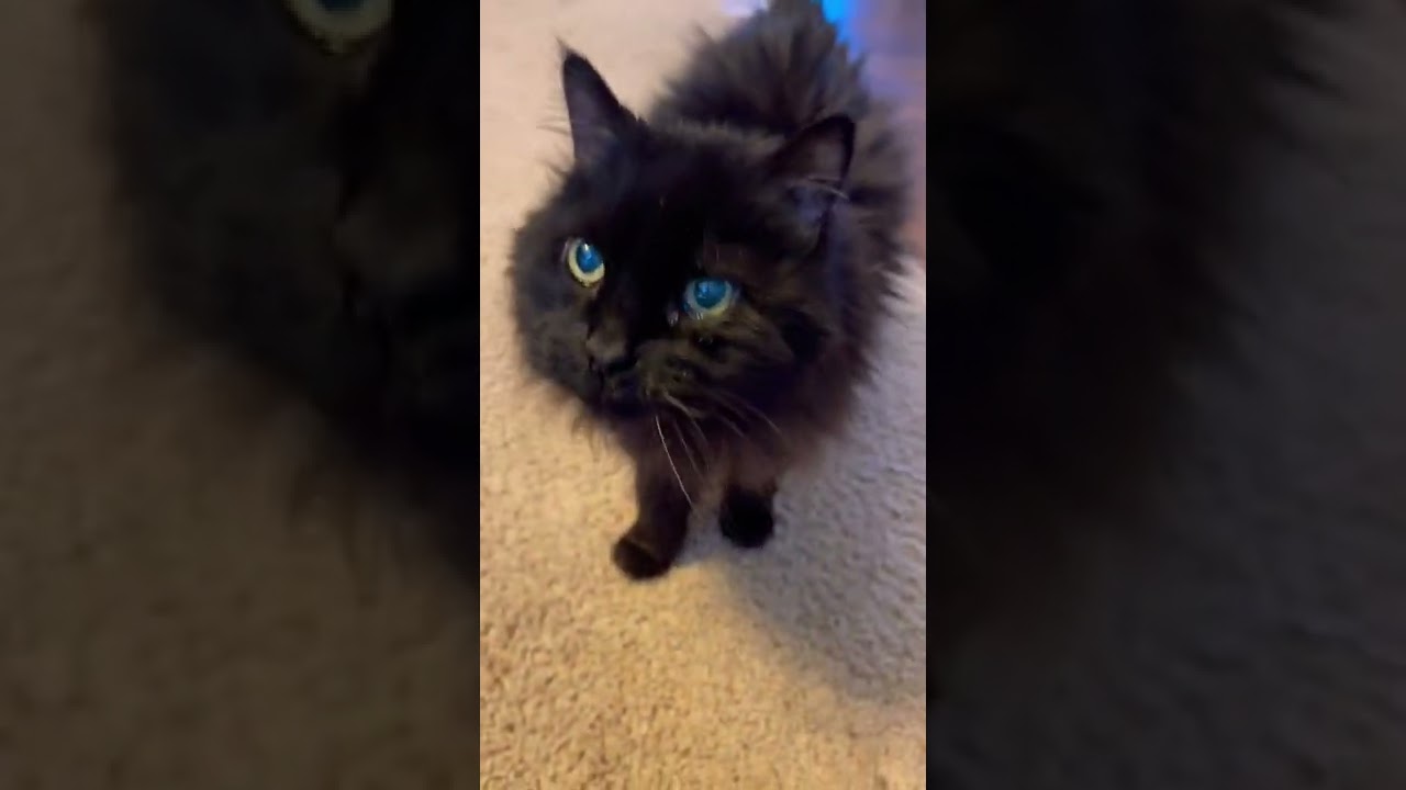 Even in old age the meow is still cute!