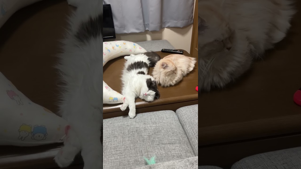 かわいいもふもふ達 #猫 #cat #マンチカン #scottishfold