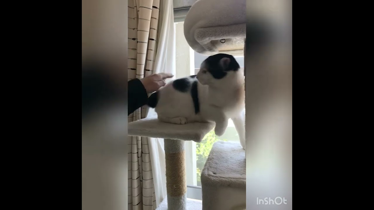 本気のシャー　お兄ちゃんとの対決再び💦