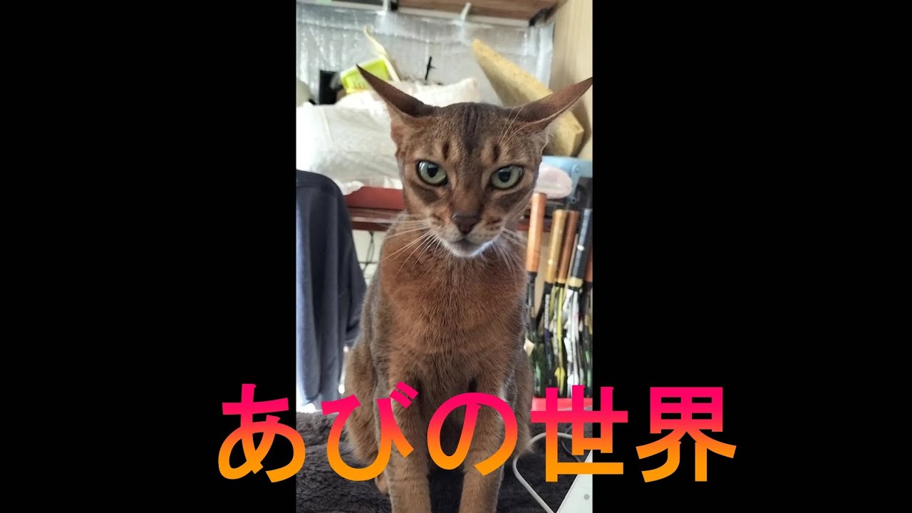 ネコ動画あび＃3406　あびの毎日　アビシニアン　あび