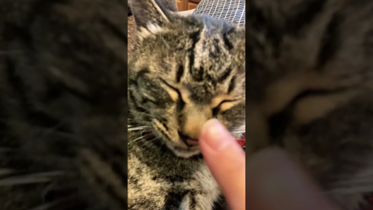 猫🐈2108🐈猫弾いてみた😆