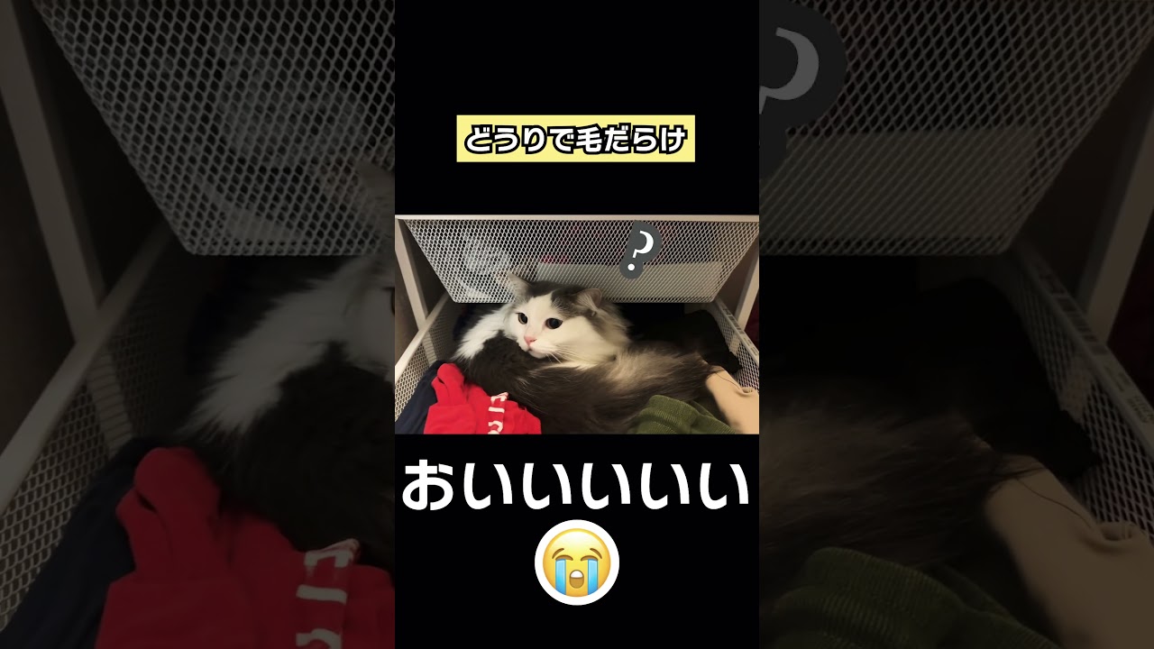 どうやって侵入した🧐#cat #raggamuffin #ねこ #ラガマフィン #shorts