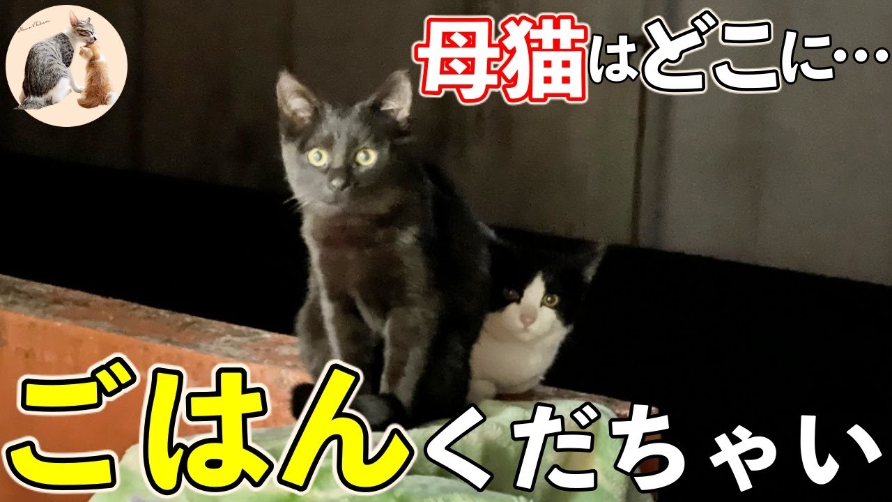 ベランダで必死に何かを訴える野良子猫たち…