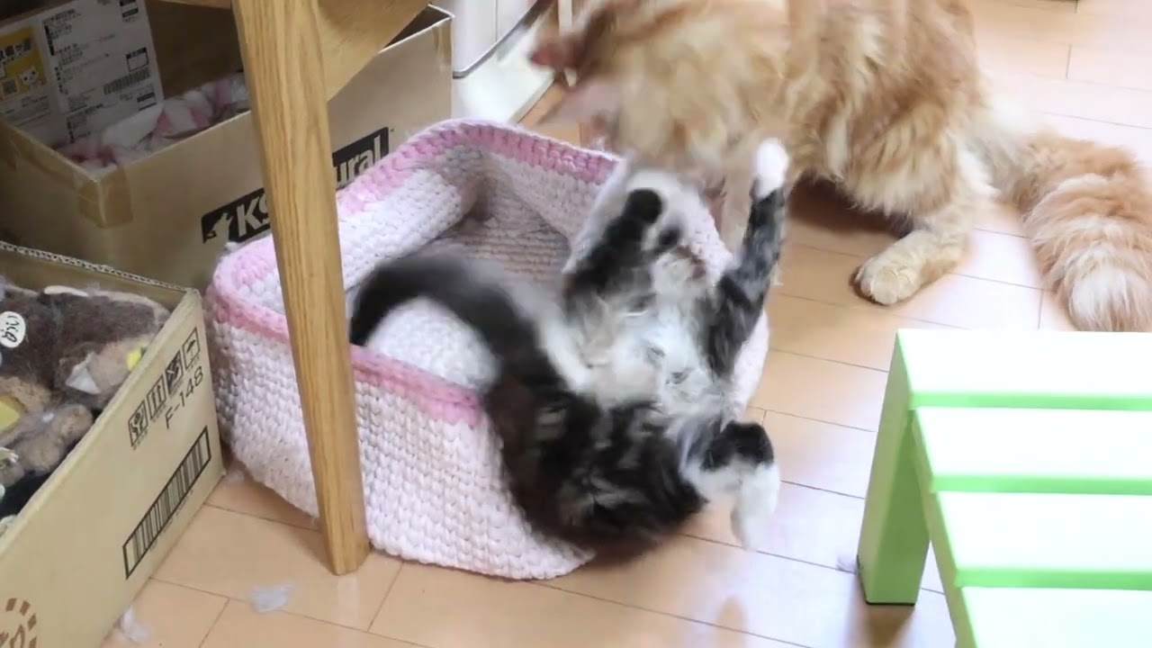 ブラウンのメインクーン子猫響ちゃん