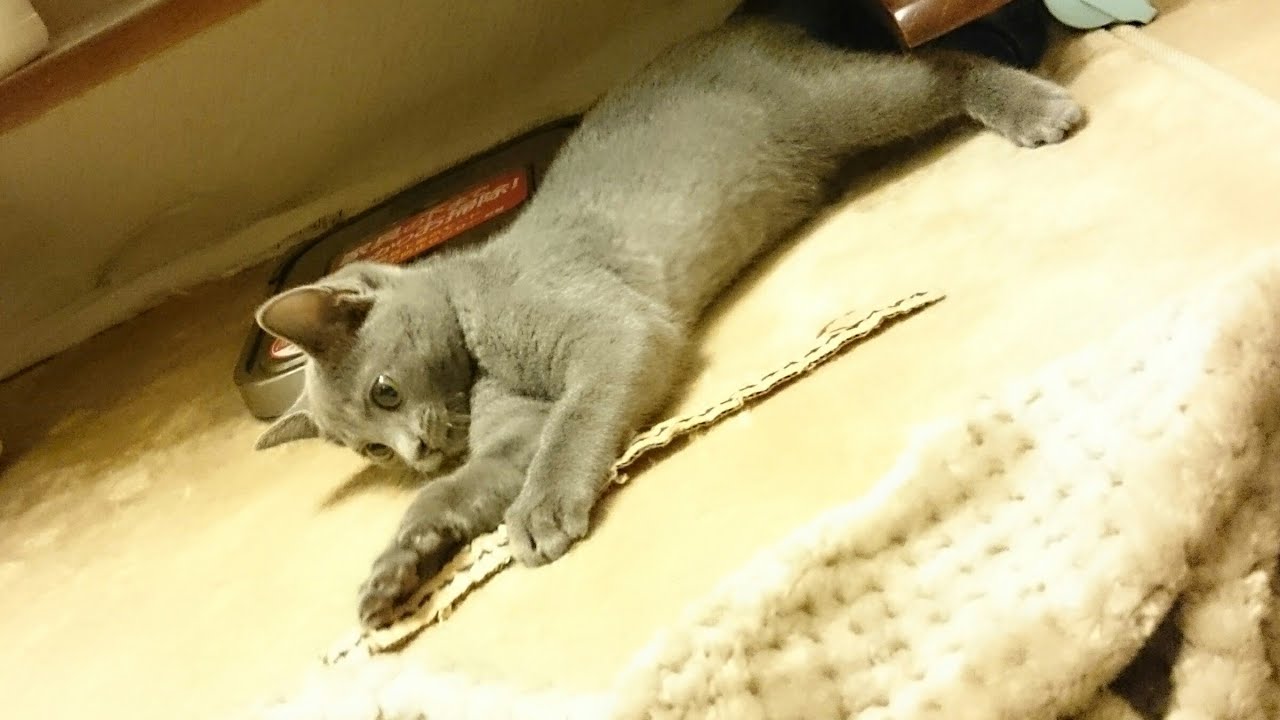 だんぼーるだいだいだいすき (ロシアンブルー RussianBlue)